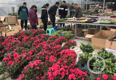 市民花市選“年貨” 春節花卉銷售火爆，禮品花卉走俏市場