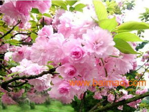 濰坊國慶菊優質貨源尋蹤 批發生產廠家、價格及禮品花卉銷售指南