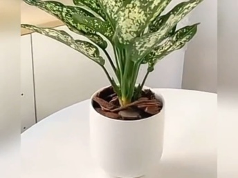 北京綠植花卉銷售新趨勢 年宵花卉與禮品花卉的市場融合與發展